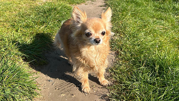Fifi enjoying Nature